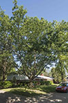 Burr Oak at Cottage Grove